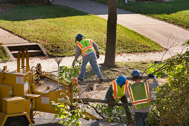 Best Hazardous Tree Removal  in Portsmouth, VA